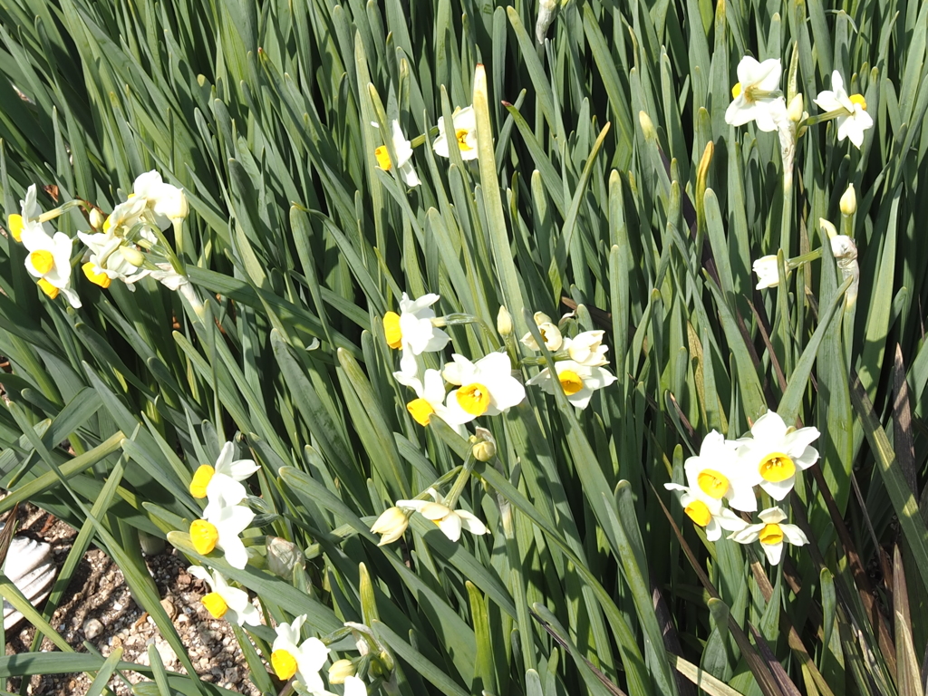 水仙　花盛り