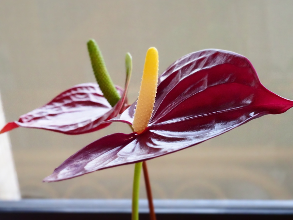 アンスリウム１；雅（みやび）