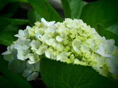 白もきれいです