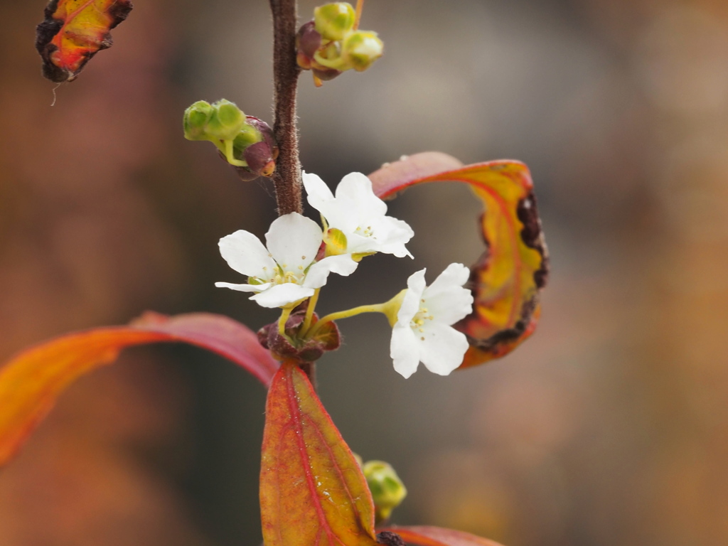 紅葉に包まれて