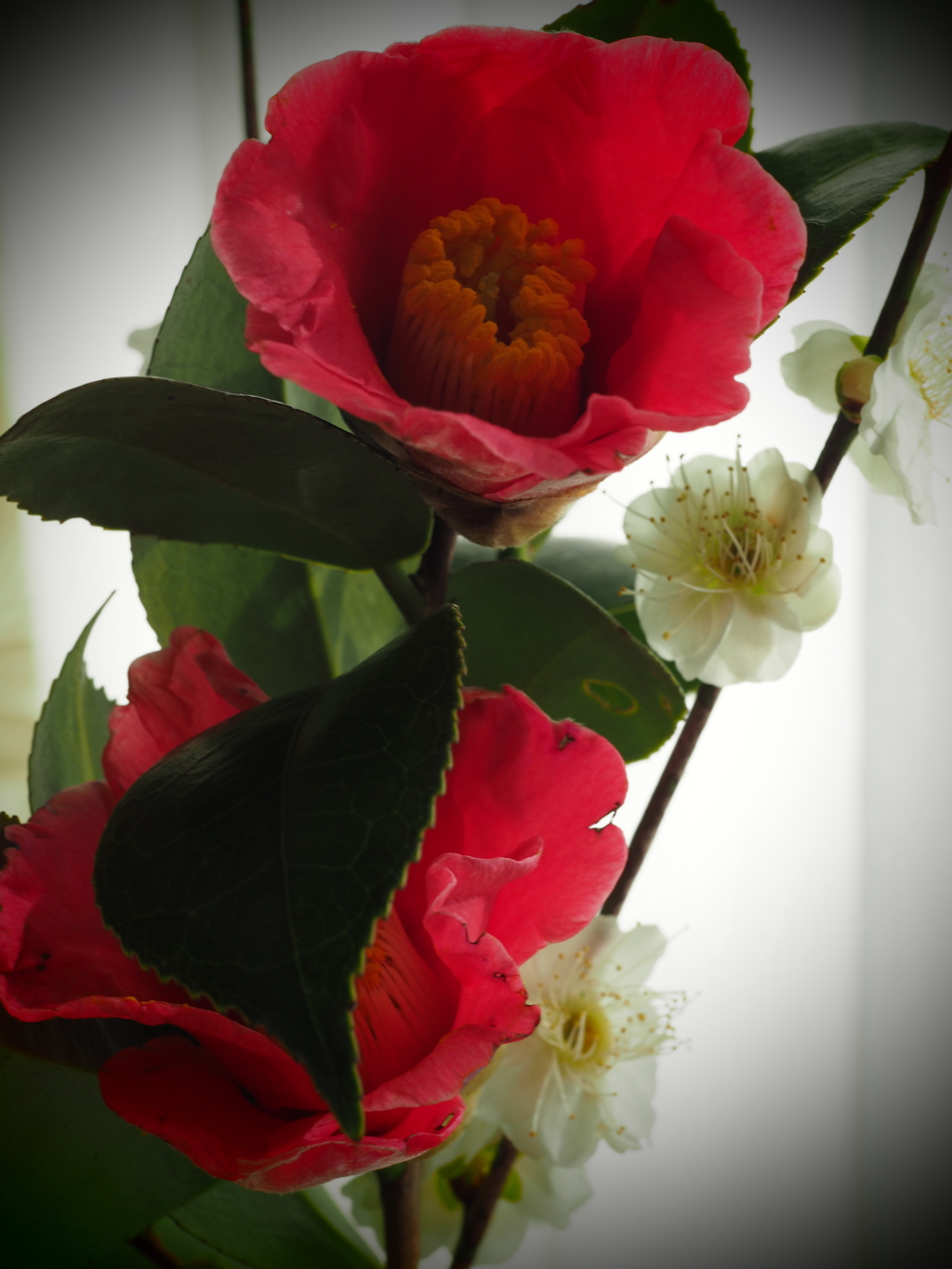 切り花にも春の雰囲気