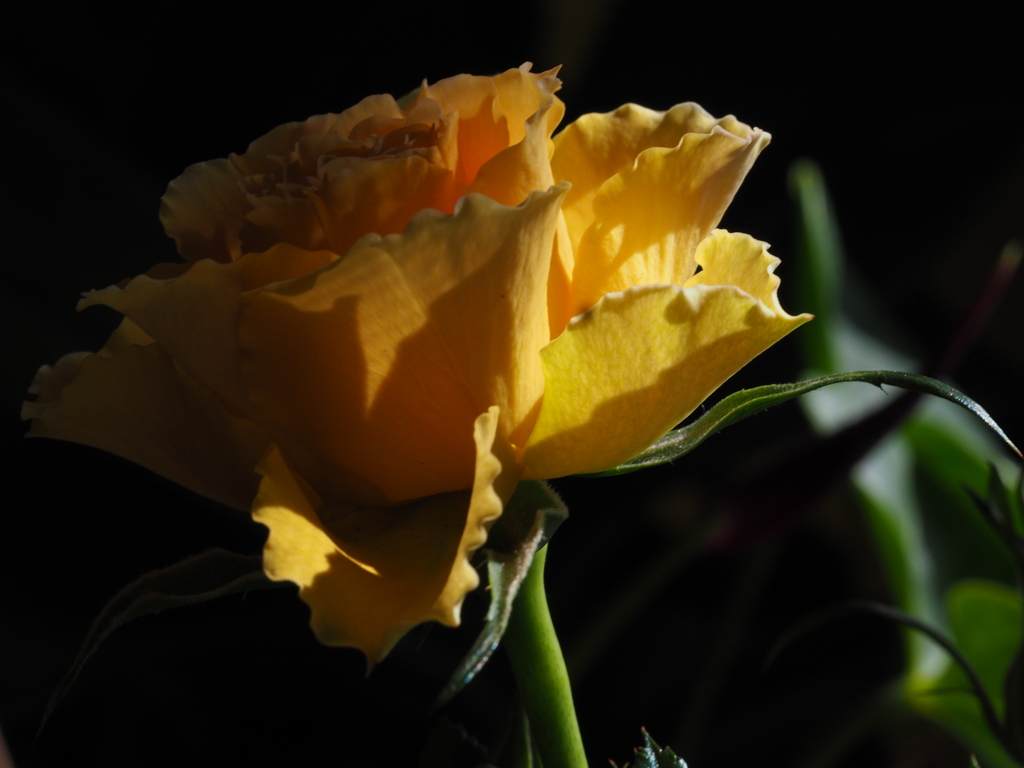 バラ一輪；暗い背景で