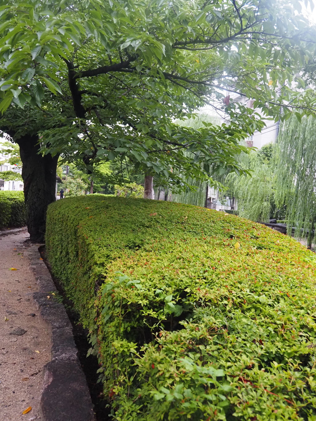 雨上がり、しっとりと美しいです