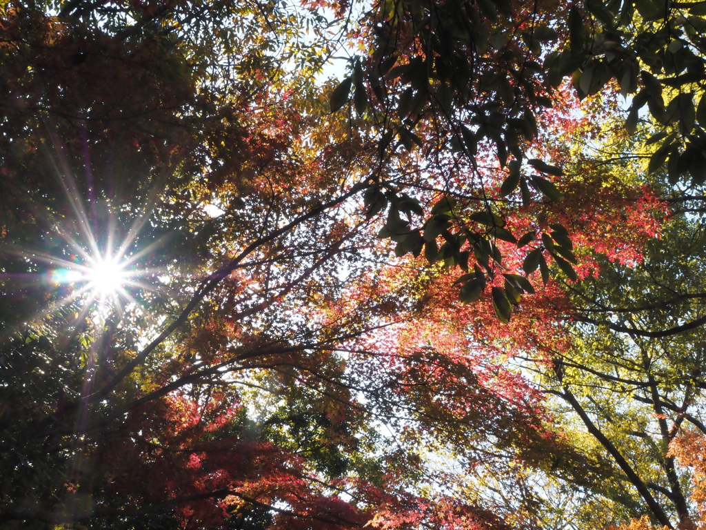 枝、それぞれの色に