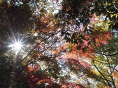 枝、それぞれの色に