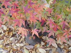 もみじと落ち葉