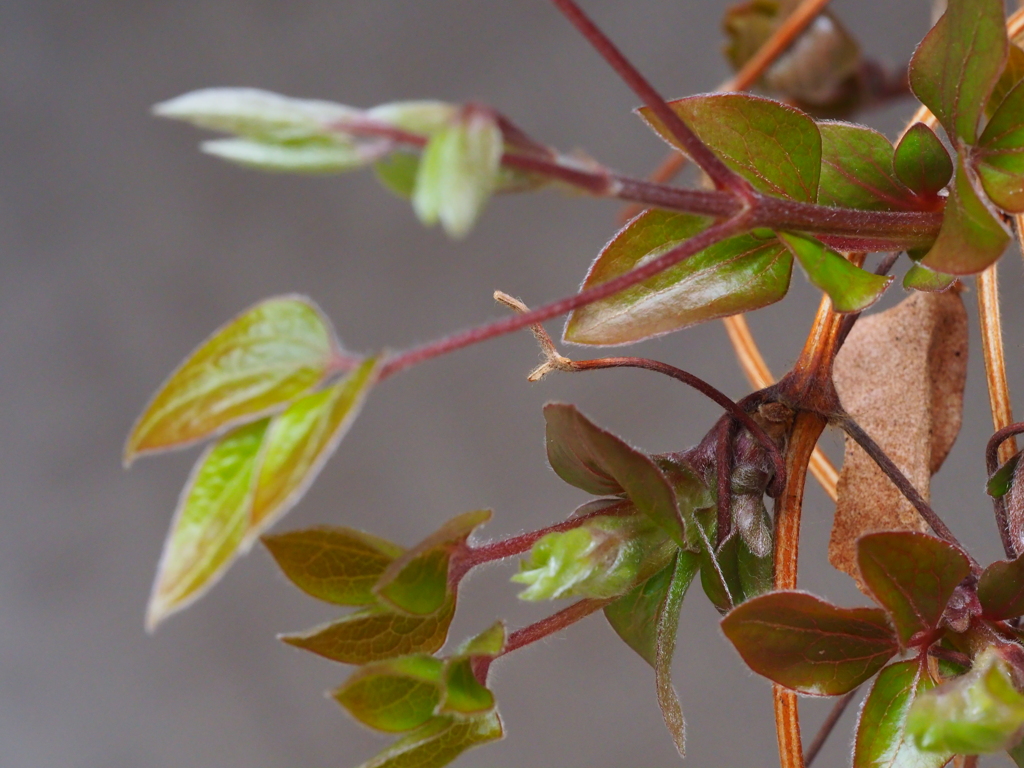 クレマチスの新芽