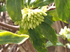  沈丁花・白