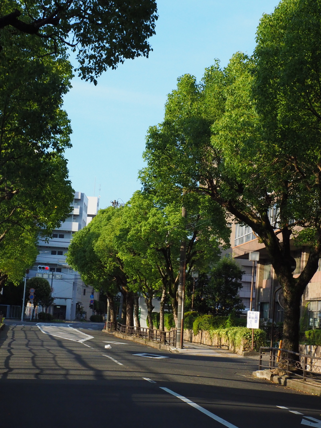 早朝の市役所通り