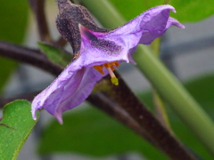 なすびの花