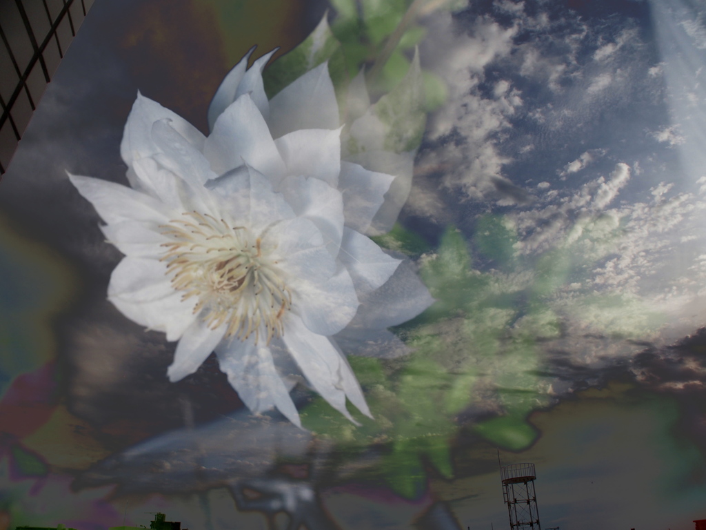 空と花