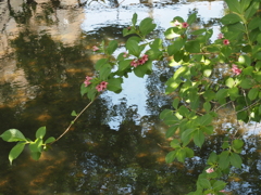 水面を背景に