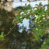 水面を背景に