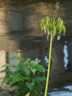 アガパンサスの実