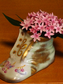 切り花；ペンタス