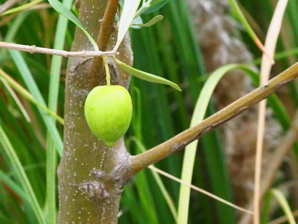 オリーブの実　緑