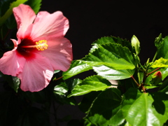 時期外れのハイビスカス