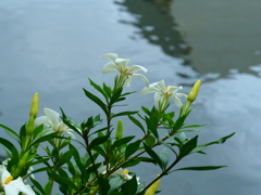 水辺にて