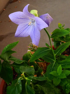 我が家のキキョウが咲きました。