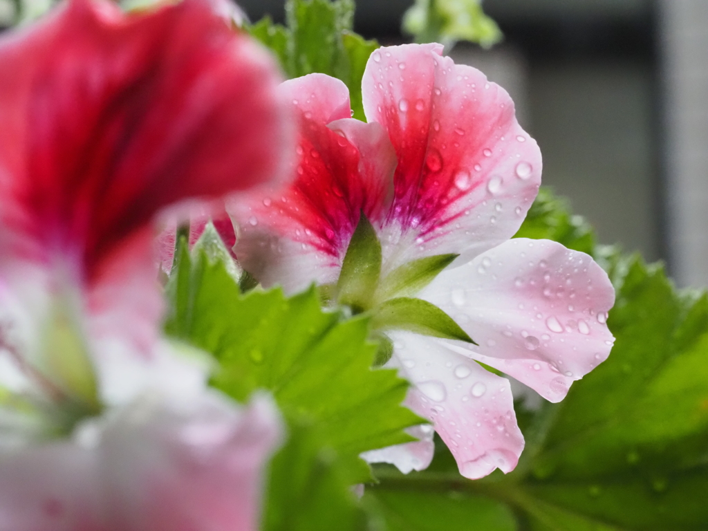今日も雨　１