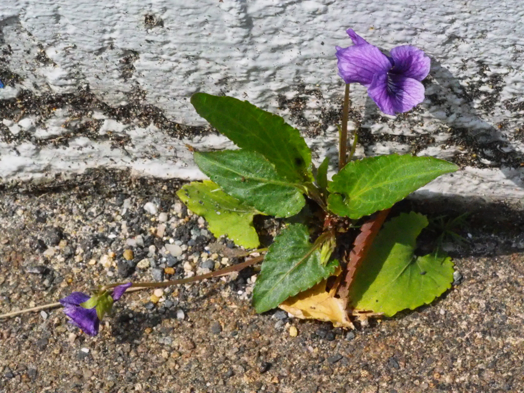 道端のスミレ