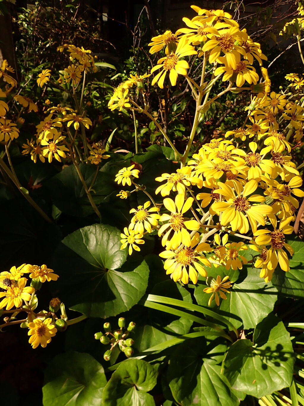 陽を受けて楽し気です