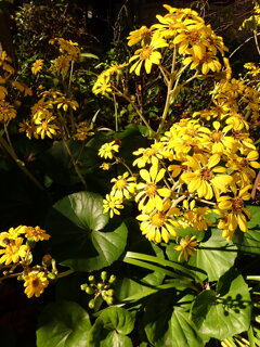 陽を受けて楽し気です