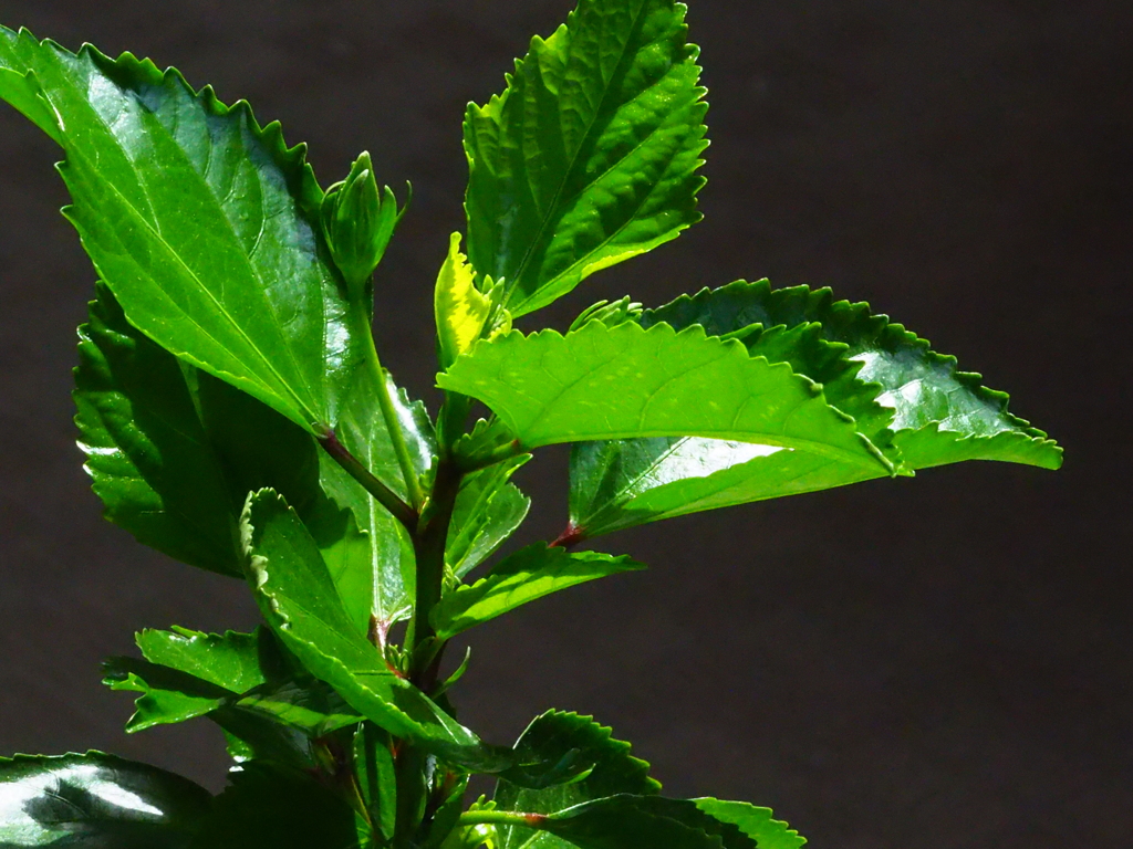 葉ばかりきれい