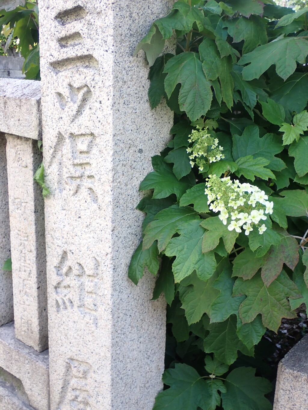 神社の入口、アジサイと石柱