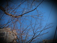 青空と樹