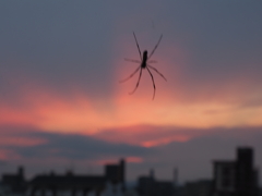 夕焼けと蜘蛛