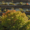 紅葉　