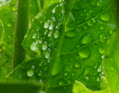 雨粒