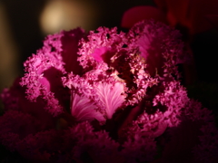 夕日に輝く葉牡丹