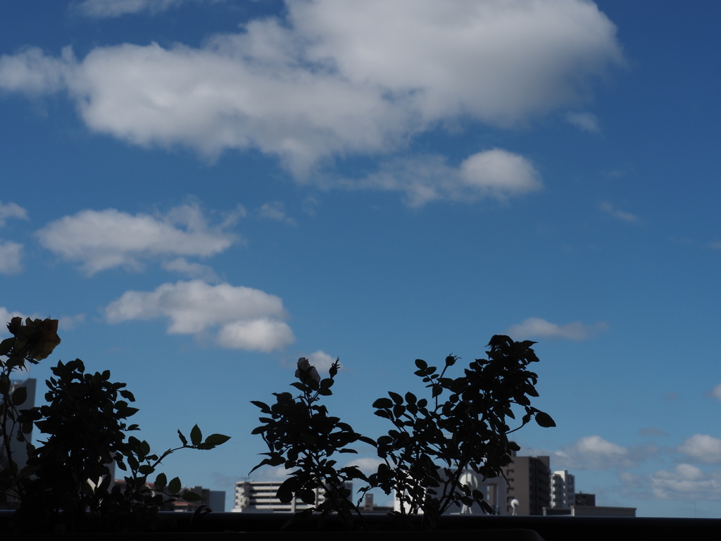 今日は青空