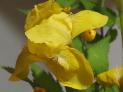 黄色の花；水仙