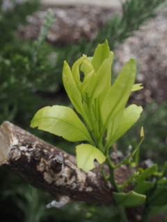 新芽