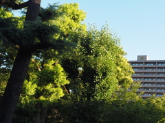 朝日輝く
