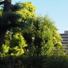 朝日輝く