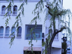柳の芽吹きと白い建物