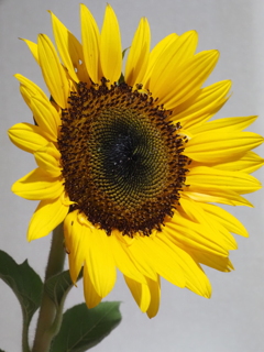 切り花；ひまわり
