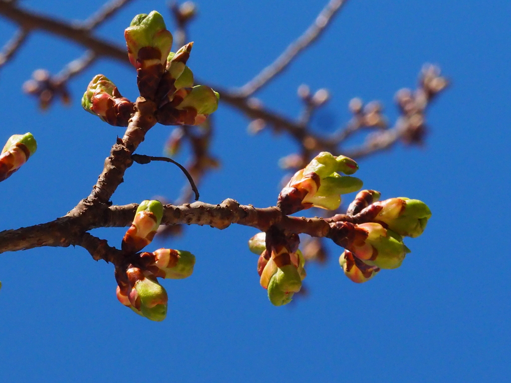 青空と桜の蕾