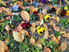 パンジーと落ち葉