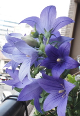 花、つきすぎでしょう！
