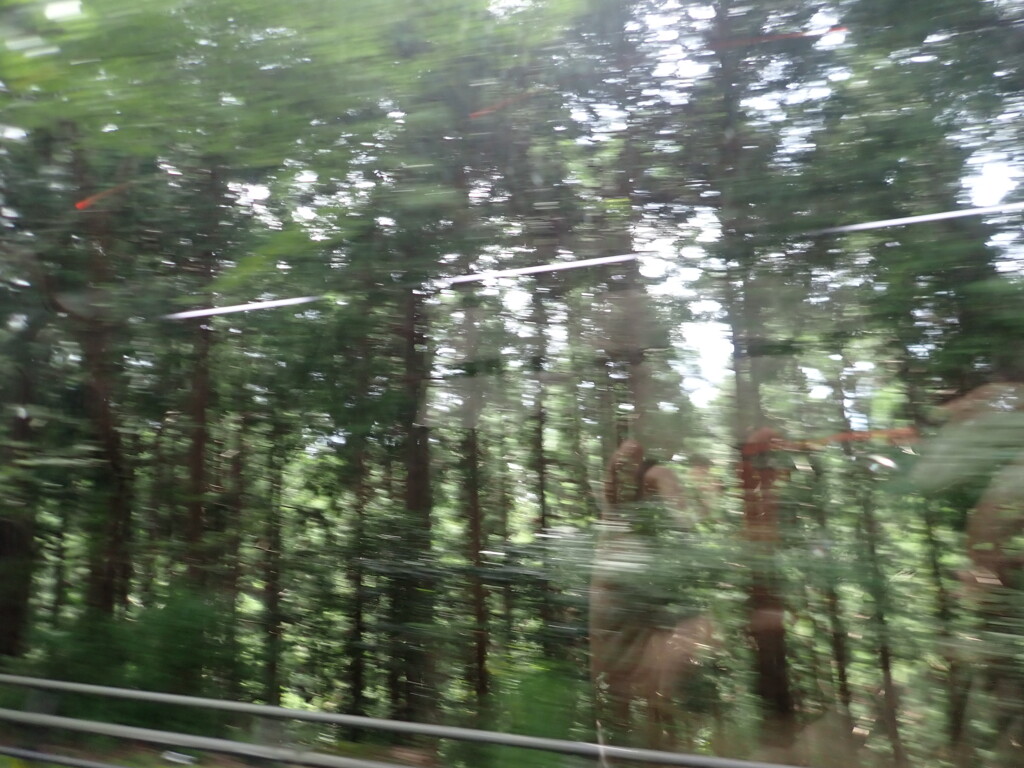 お山に近づいて、樹々がきれいです。