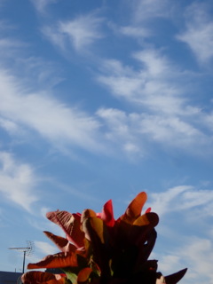 花と青空２