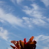 花と青空２