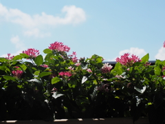 花と青空
