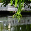 橋と柳
