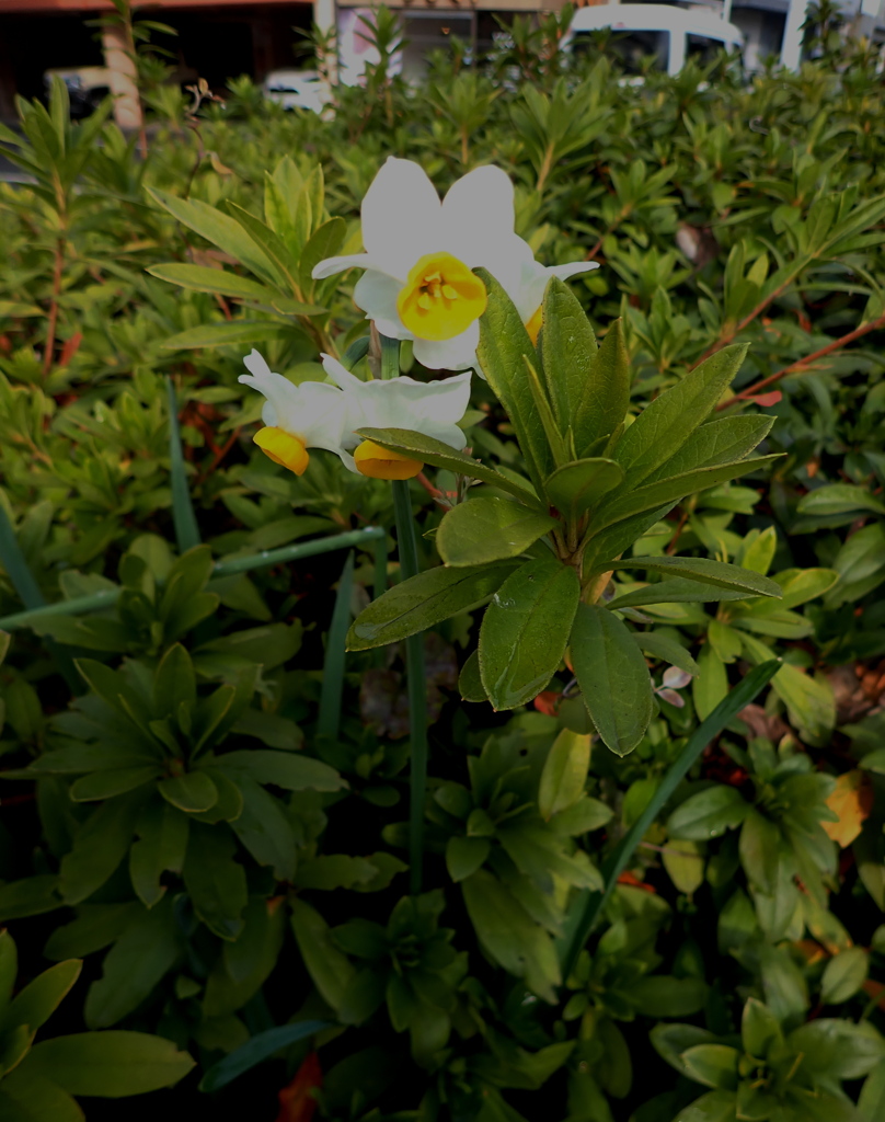 ツツジに負けず